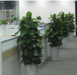 新余办公室绿植租赁，你需要考虑哪些方面